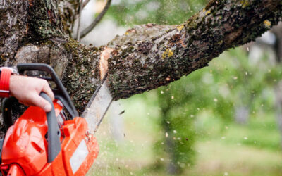 Travaux d&rsquo;élagage et abattage