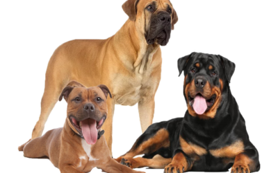 Permis de détention provisoire chien catégorisé