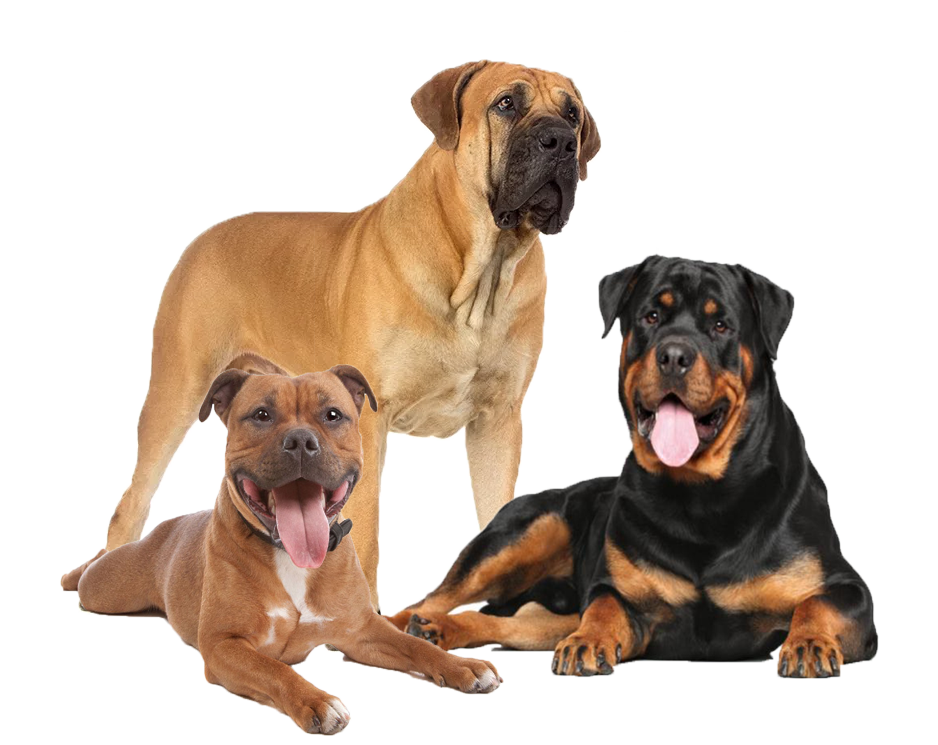 chiens