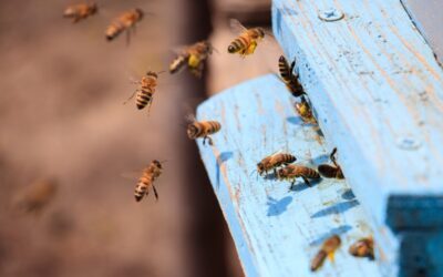 Sauver et récupérer un essaim d’abeilles