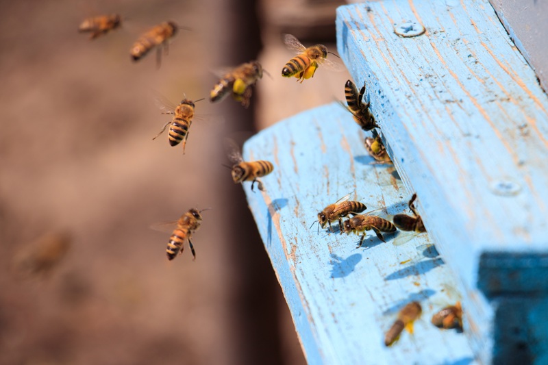 gros plan des abeilles volant sur une surface en bois peint en bleu sous la lumiere du soleil pendant la journee